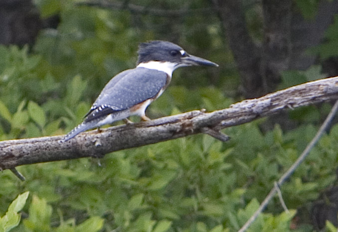 kingfisher