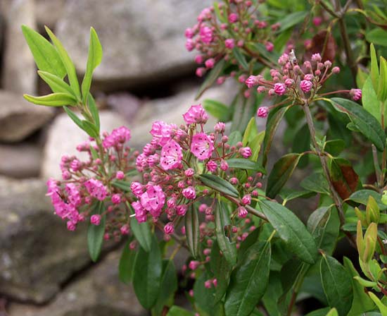 sheep laurel