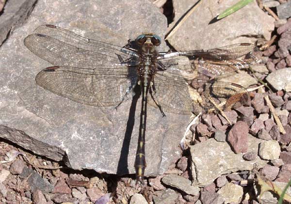 lancet clubtail