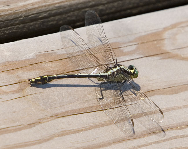 lancet clubtail