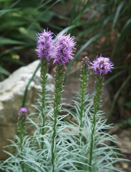 liatris