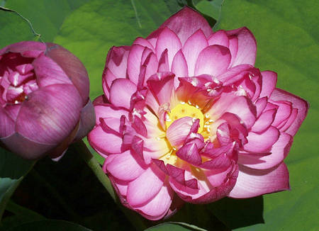 lotus