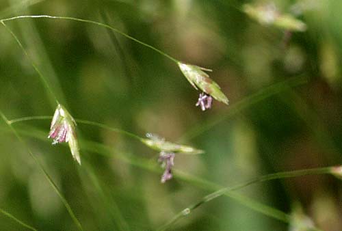 plains lovegrass2