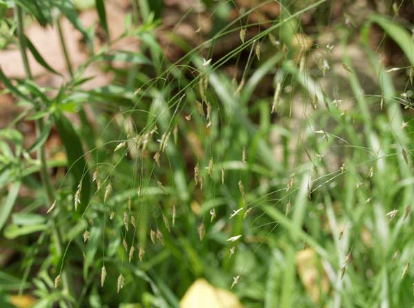 plains lovegrass