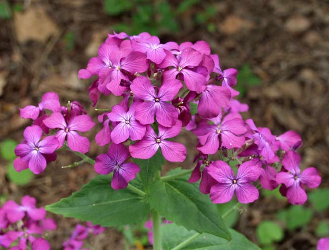 lunaria