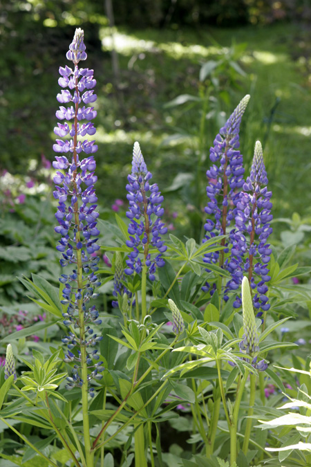 lupine