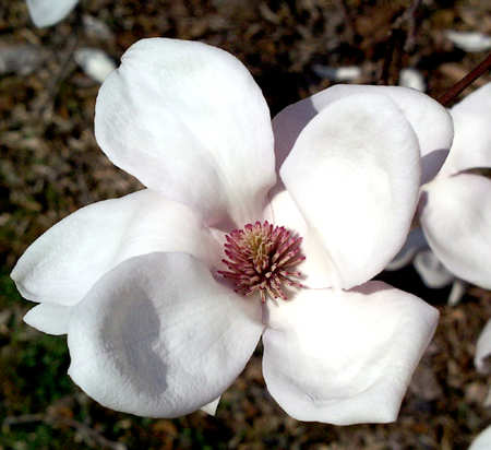 magnolia