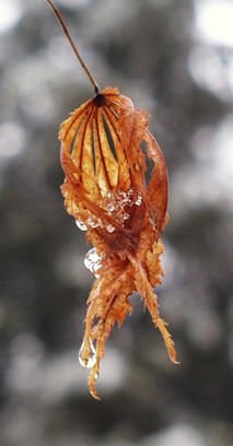 japanese maple leaf