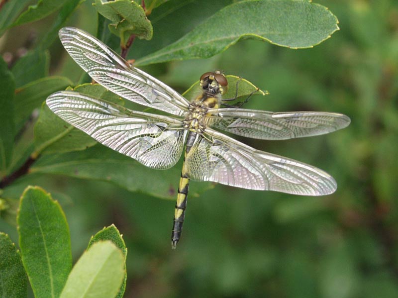 dragonfly