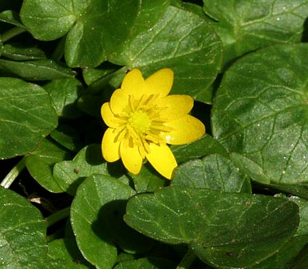 marsh marigold