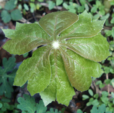 mayapple