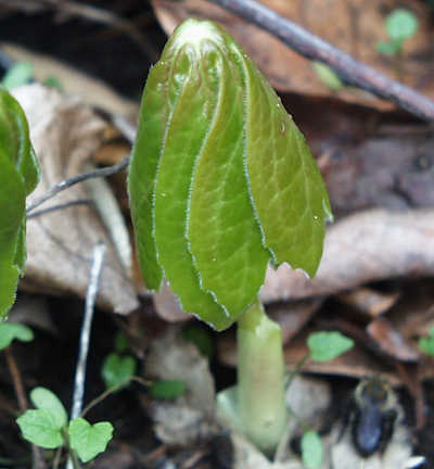 mayapple