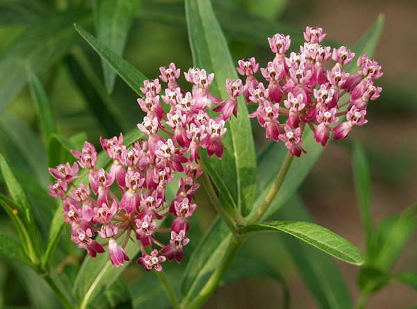 milkweed