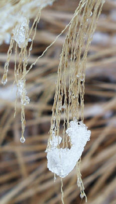 miscanthus