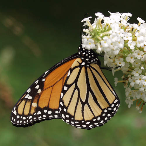 monarch butterfly