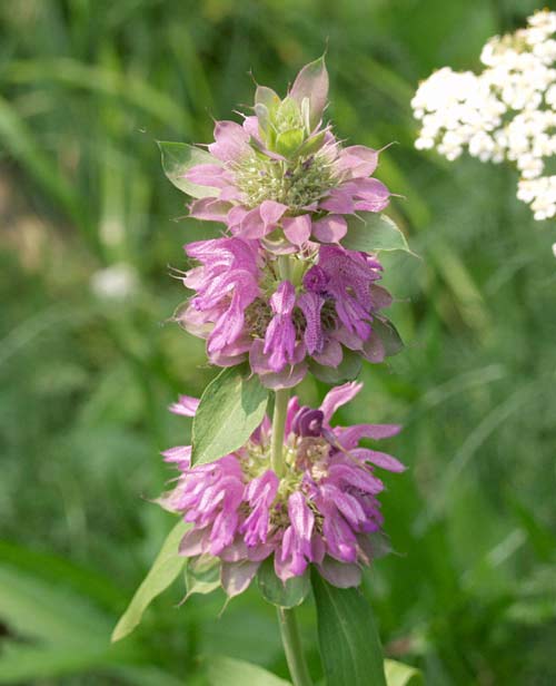 monarda