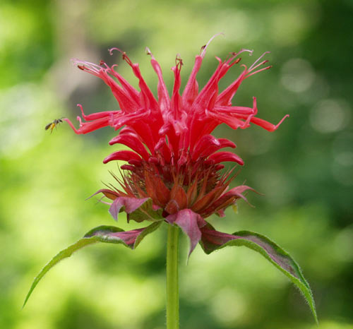 monarda