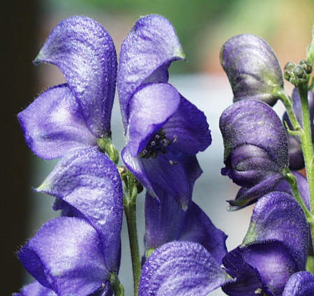 monkshood june 00