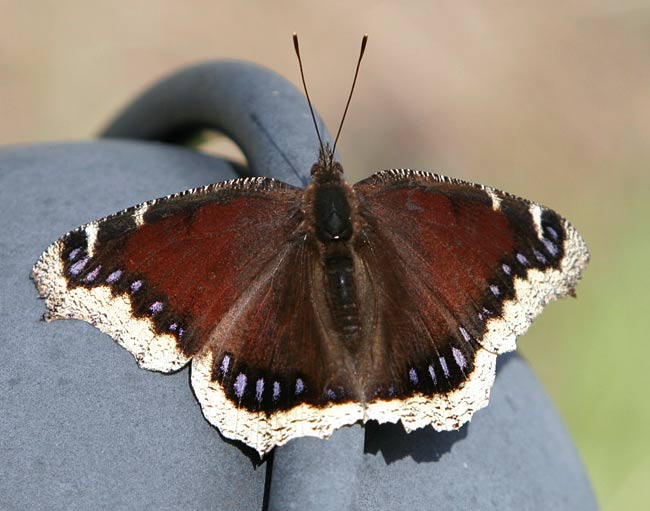 mourningcloak