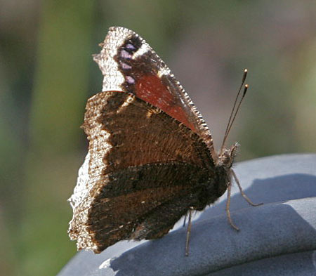 mourningcloak