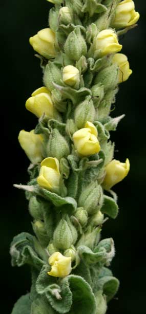 mullein