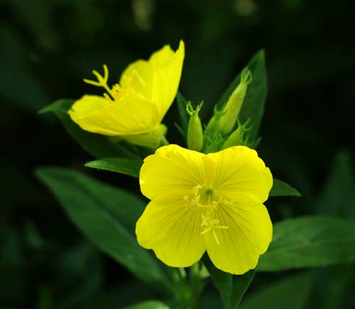 sundrops