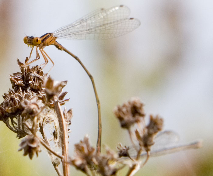 orange bluet