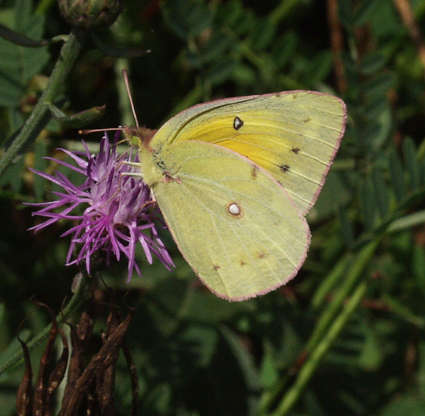 orange sulphur