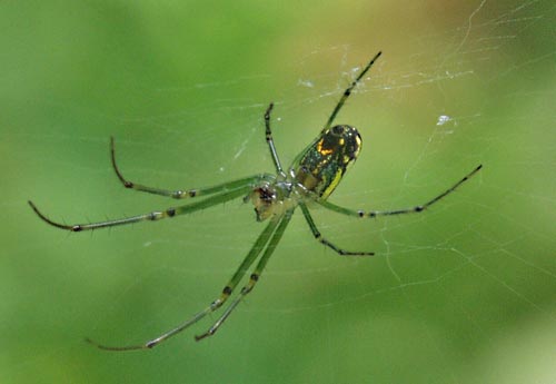 orchard spider