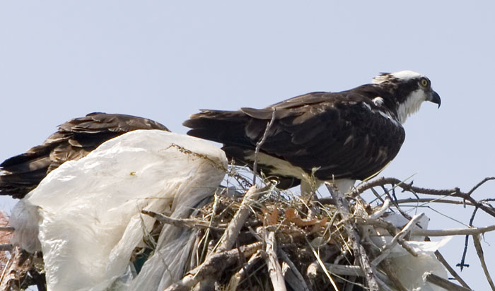 osprey