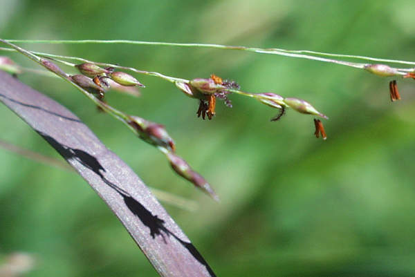 switchgrass