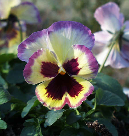 pansy