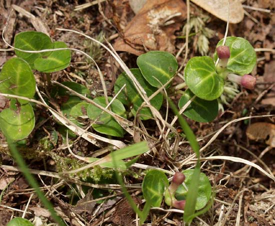 partridge berry