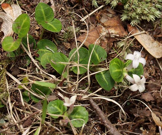 partridge berry