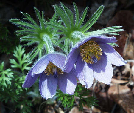 pasque flower