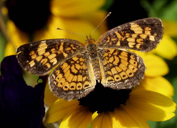 pearl crescent