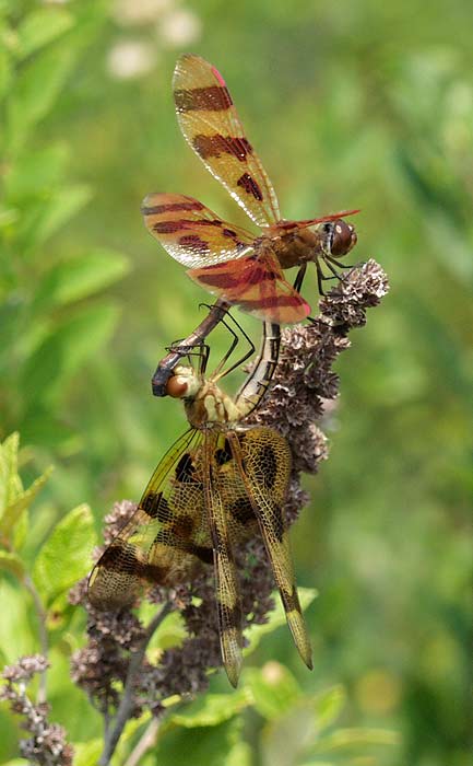 halloween pennant