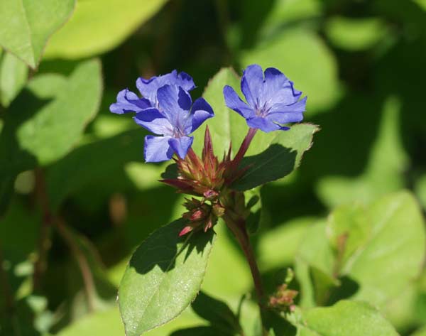 plumbago