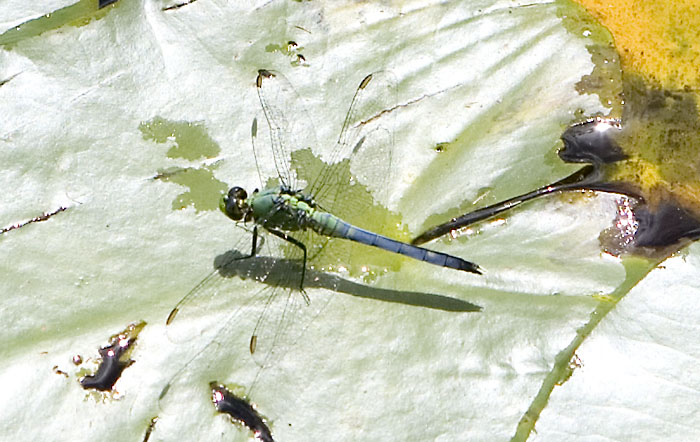 eastern pondhawk