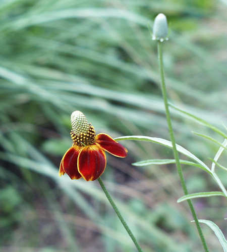 prairie cone