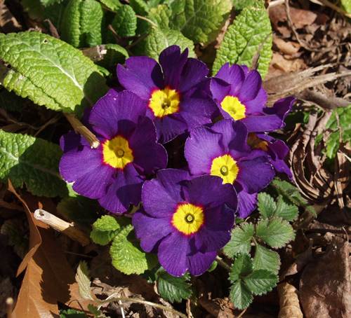 primula vulgaris