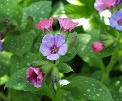 lungwort