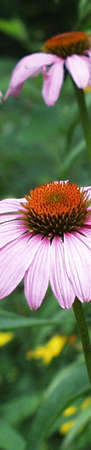 purple cone flower