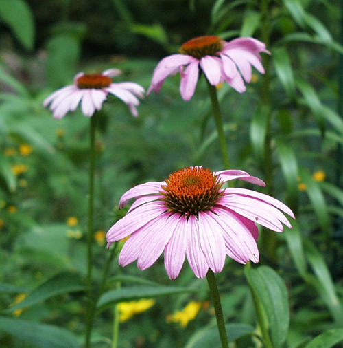 purple coneflower