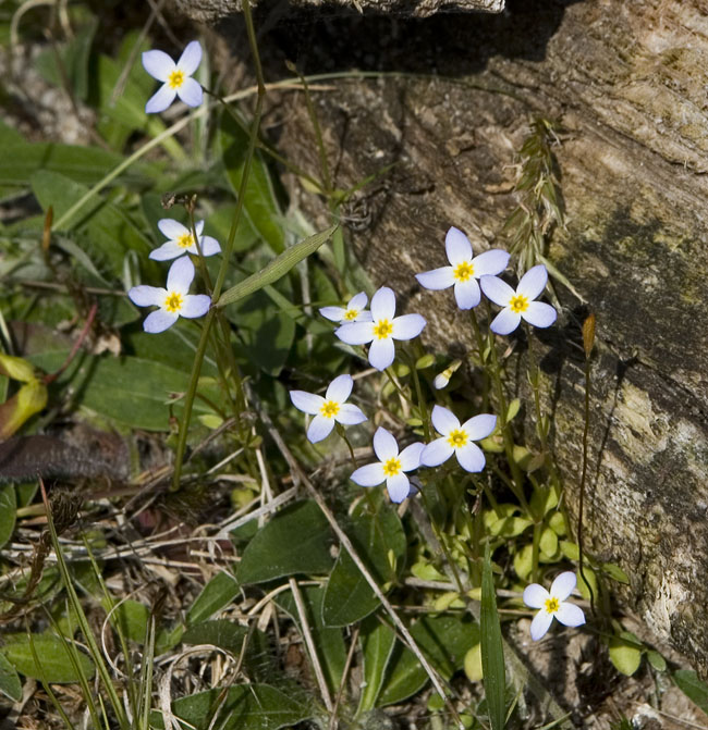 bluet