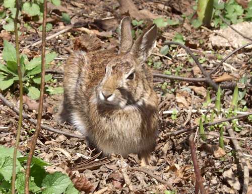 cottontail