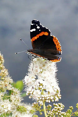 red admiral