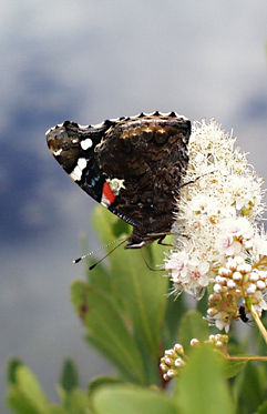 red admiral2