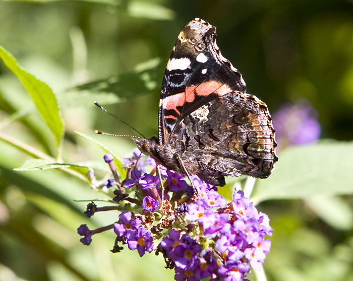 red admiral