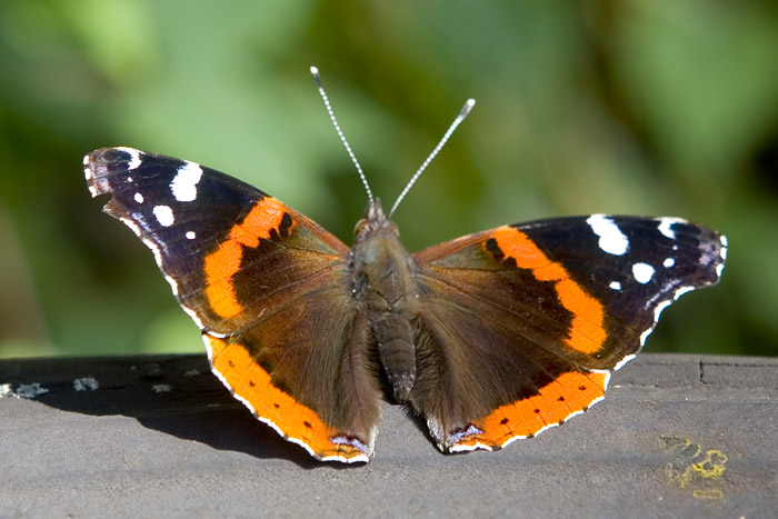 red admiral